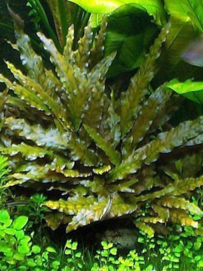 Cryptocoryne Tropica